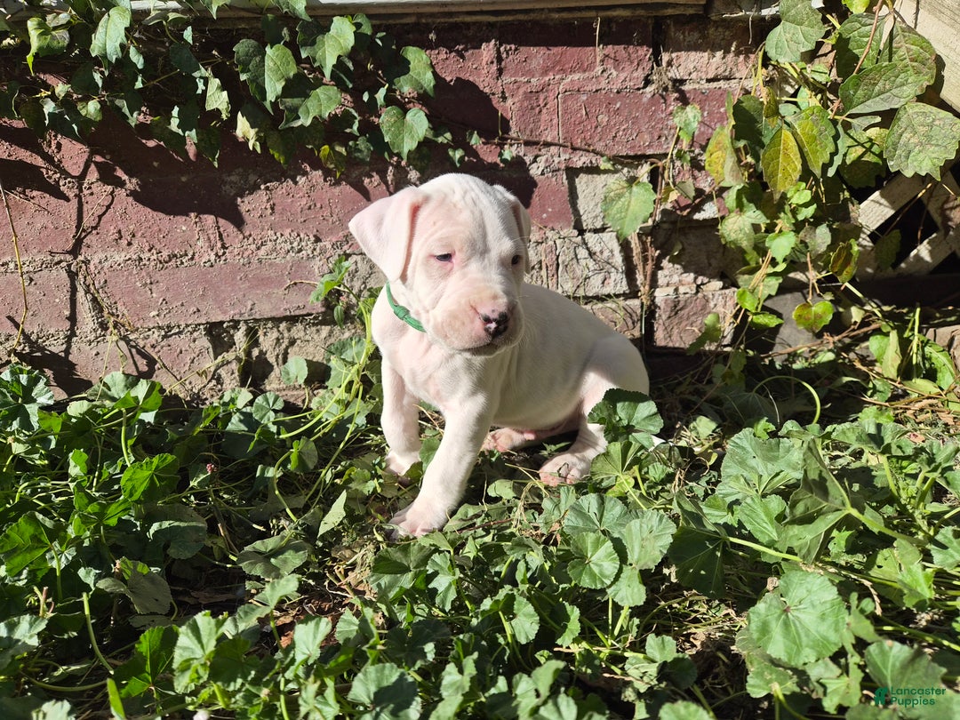 Dogo Argentino dogs for sale: Dogo Argentino Puppy 4 - Ad 1