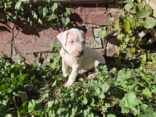 Dogo Argentino dogs Dogo Argentino Puppy 4 - Ad 7