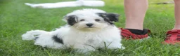 Havanese dogs for sale: Twila Havanese Puppy  - Ad 9