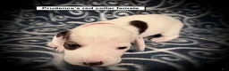Dachshund dogs for sale: AKC Prudence's Red Collar Female - Ad 1