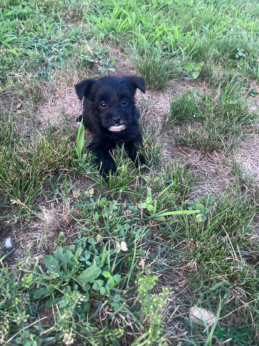 Yorkiepoo dogs for sale: Yorkiepoo 3 - Ad 4