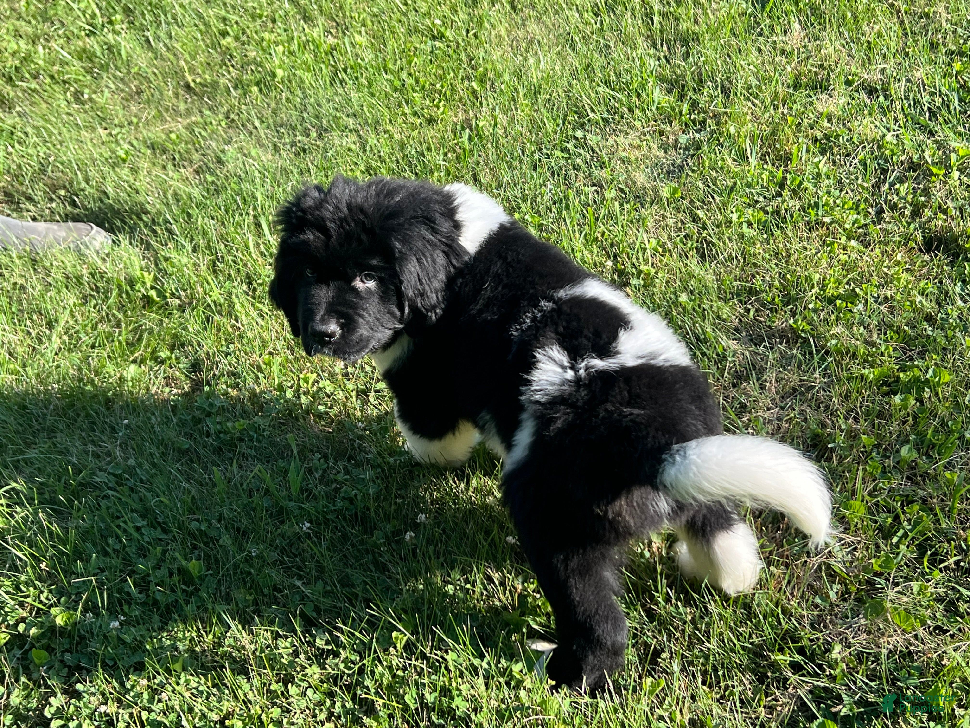 Newfoundland dogs Gray Birch - Ad 2