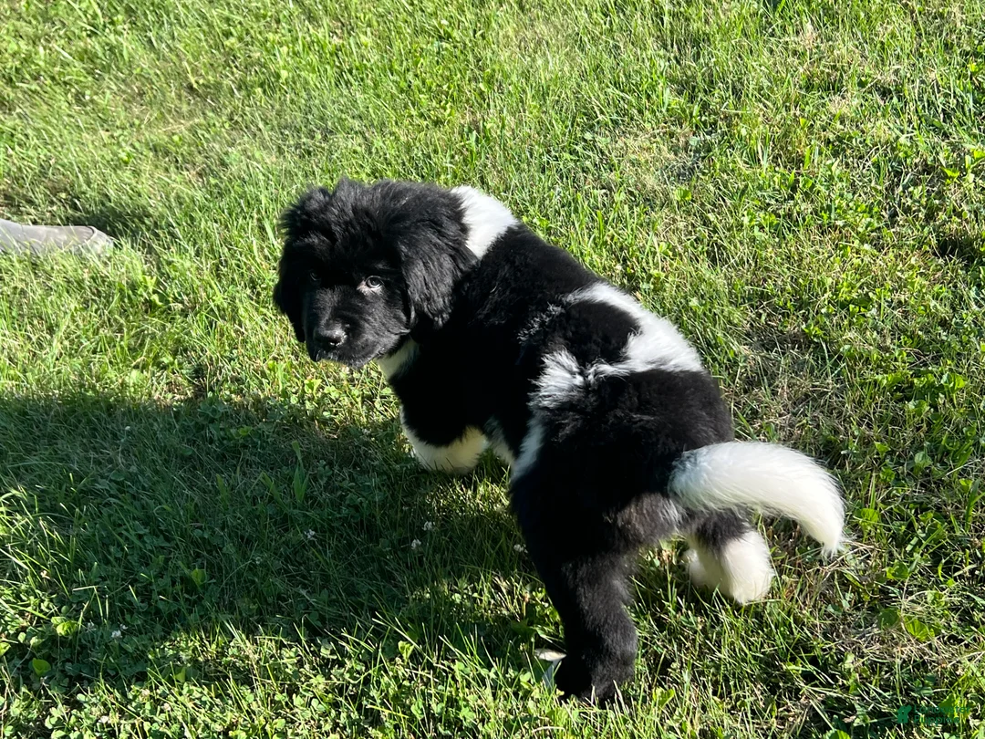 Newfoundland dogs for sale: Gray Birch - Ad 2