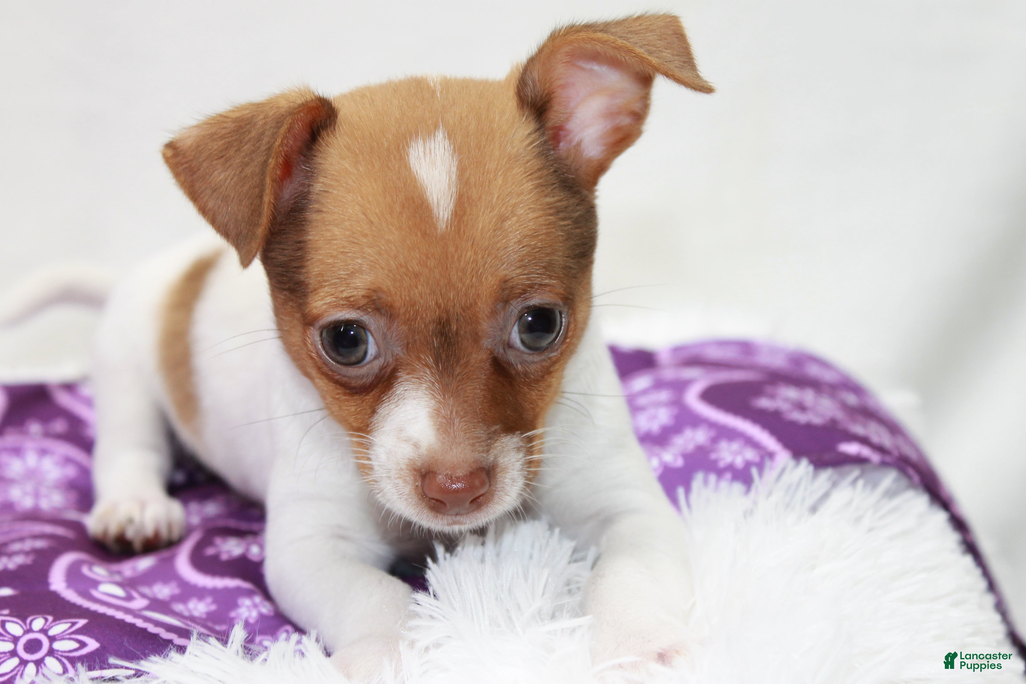 Chihuahua dogs Chihuahua 5 - Ad 2