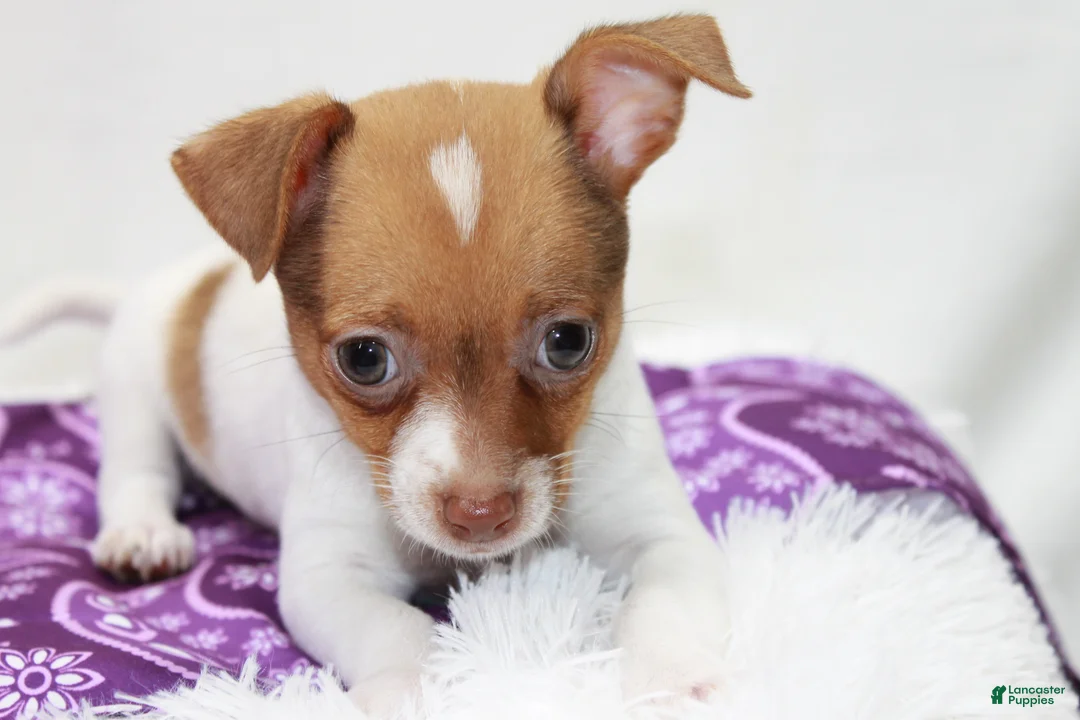 Chihuahua dogs for sale: Chihuahua 5 - Ad 2