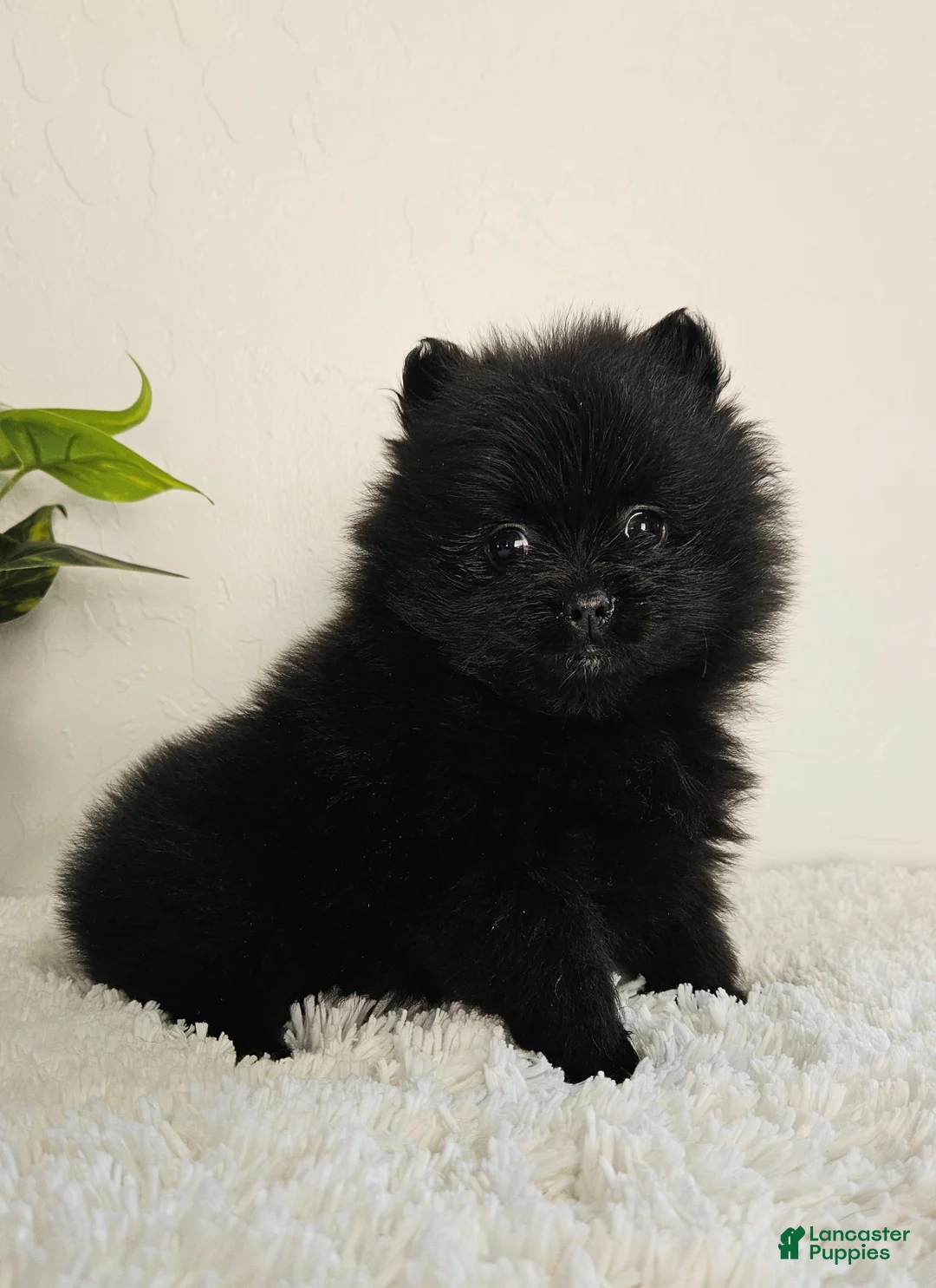 Pomeranian dogs for sale: Sadie - Ad 7