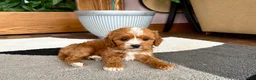 Cavapoo dogs for sale: Cavapoo female pup 2 - Ad 7