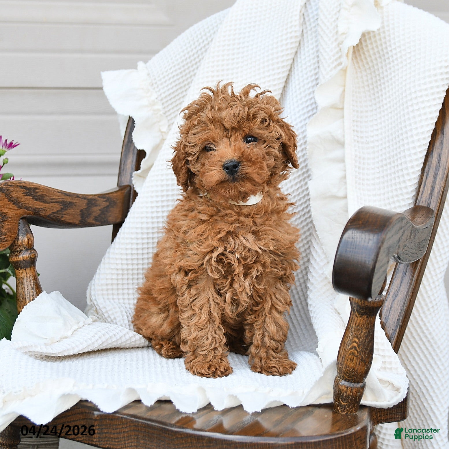 Miniature Poodle dogs for sale: Tootsie - Ad 1