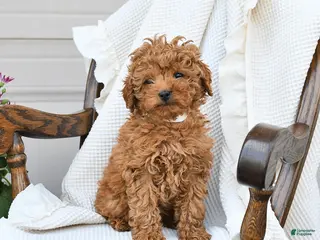 Miniature Poodle dogs for sale: Tootsie - Ad 1