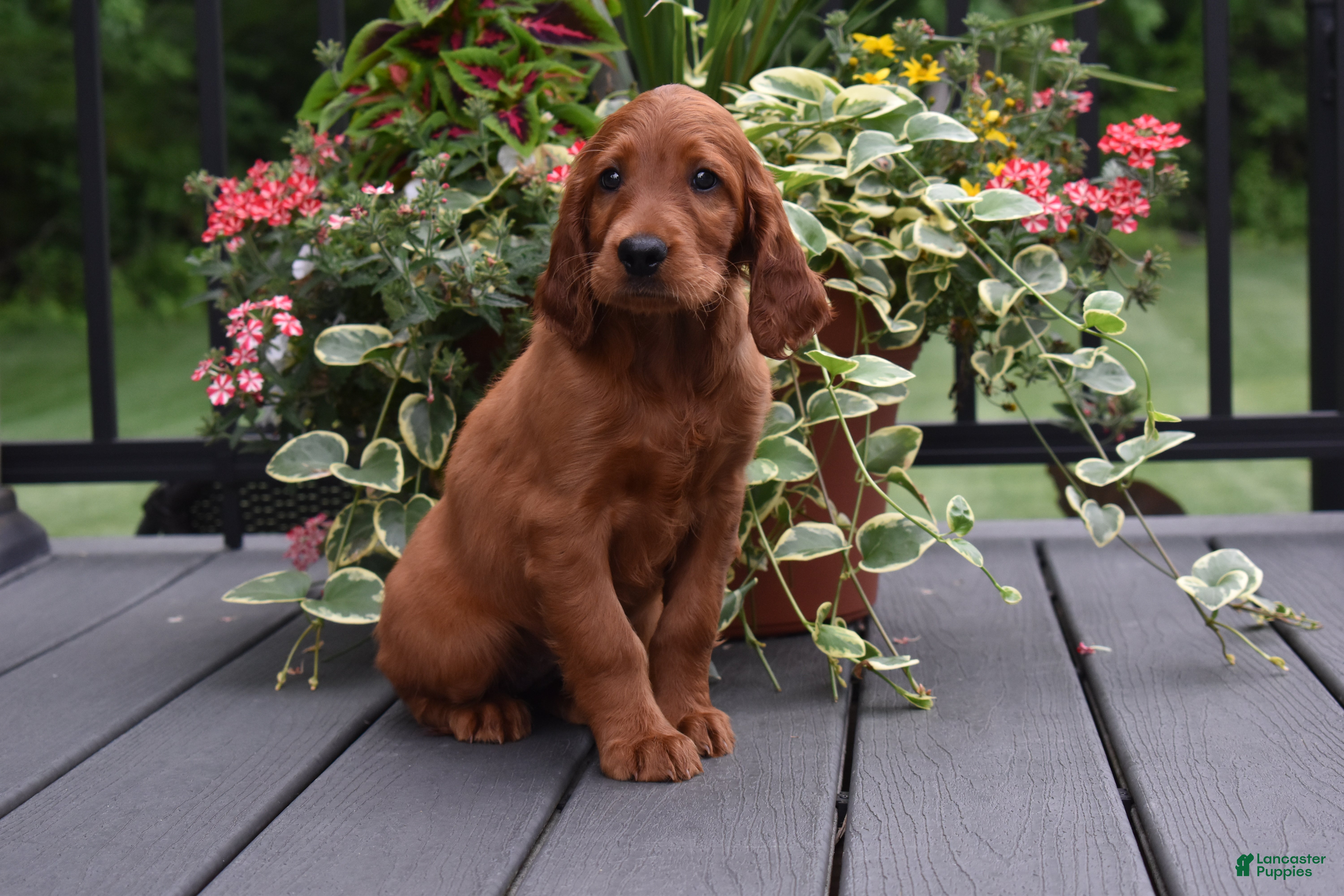 Irish Setter dogs Dana - Ad 1