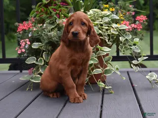 Irish Setter dogs for sale: Dana - Ad 3