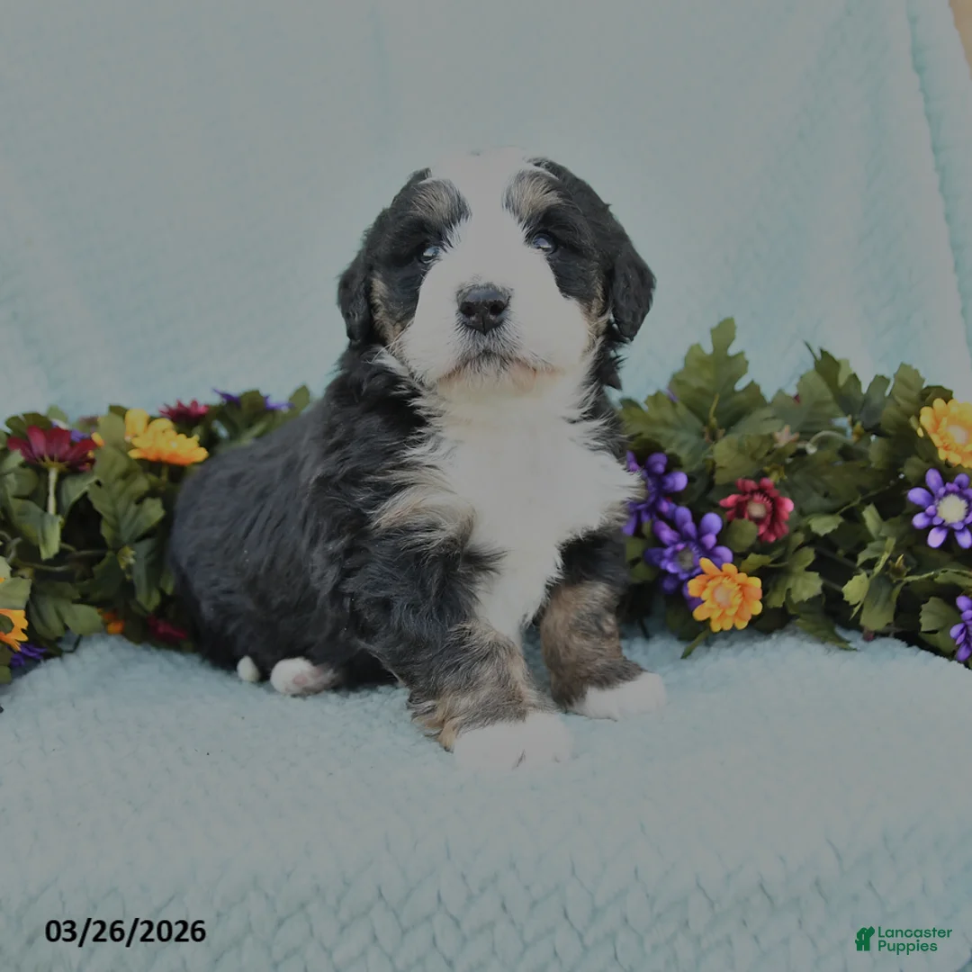 Mini Bernedoodle dogs for sale: Mitch - Ad 1