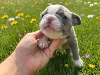 Boston Terrier dogs Boston Terrier Puppy 3 - Ad 39