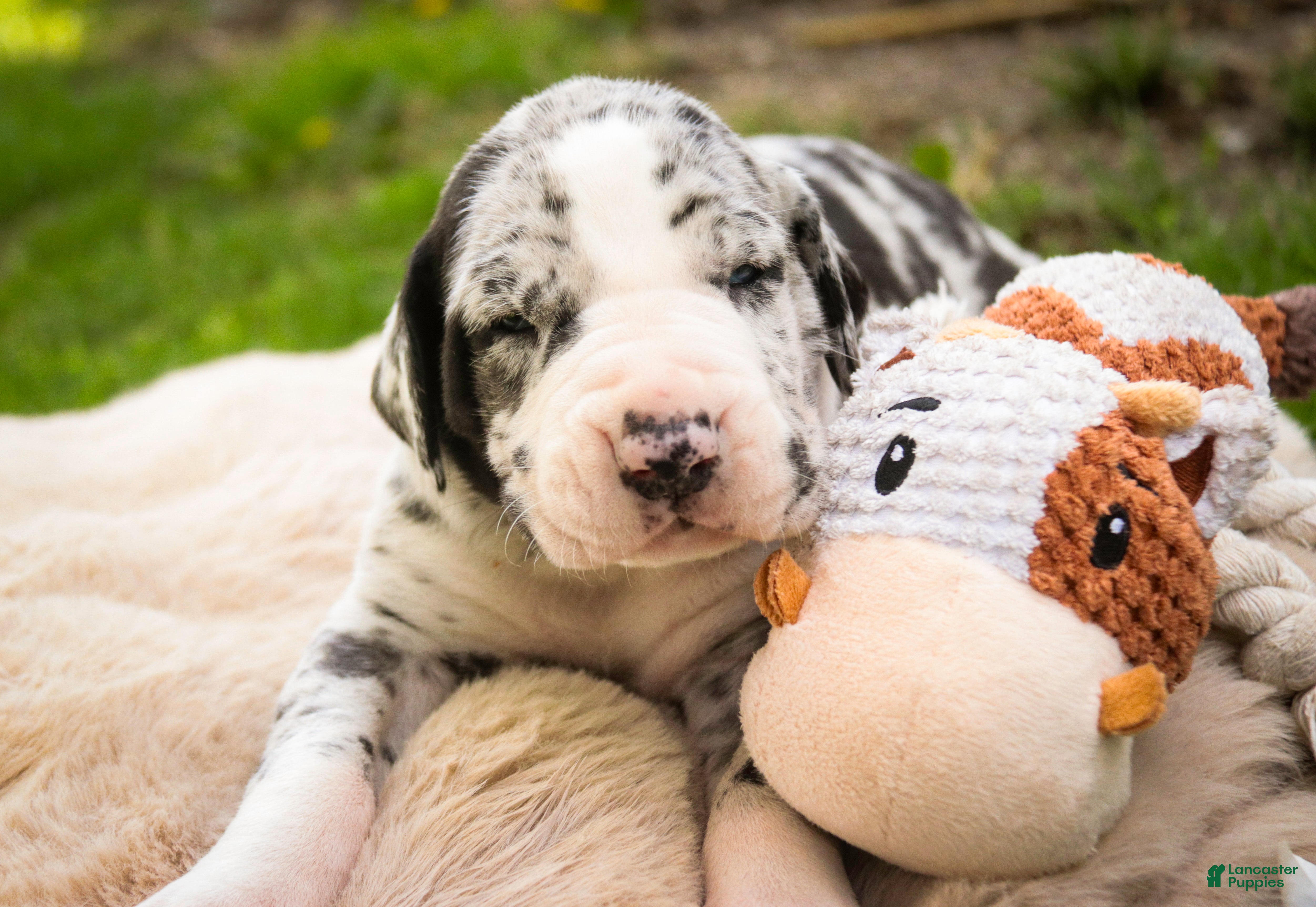 Great Dane dogs Samson - Ad 1