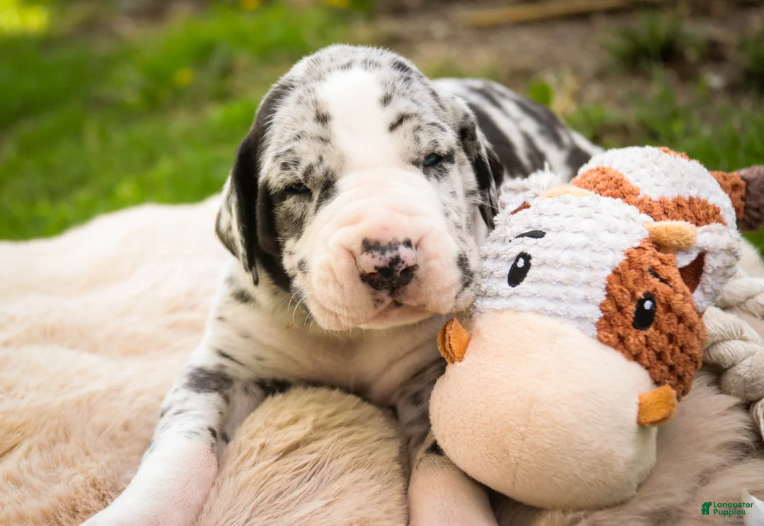 Great Dane dogs for sale: Samson - Ad 1