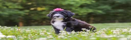 Portuguese Water Dog dogs for sale: Grace - Ad 3