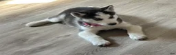Siberian Husky dogs for sale: Siberian Husky Puppy 1 - Ad 3