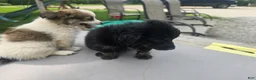 Pomchi dogs for sale: Mittens - Ad 8