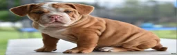 Mixed Breed dogs for sale: Hercules Bulldog hybrid  - Ad 9