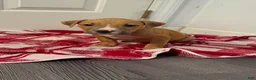 American Pit Bull Terrier dogs for sale: American Pit Bull Terrier 4 - Ad 1