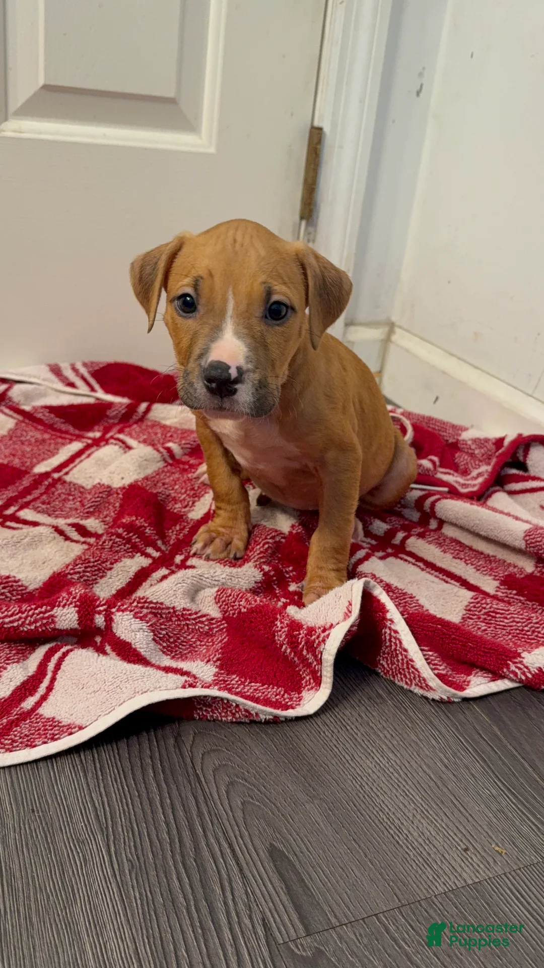 American Pit Bull Terrier dogs for sale: American Pit Bull Terrier 4 - Ad 1