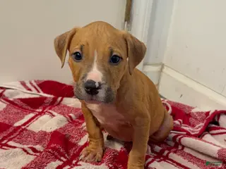 American Pit Bull Terrier dogs American Pit Bull Terrier 4 - Ad 18