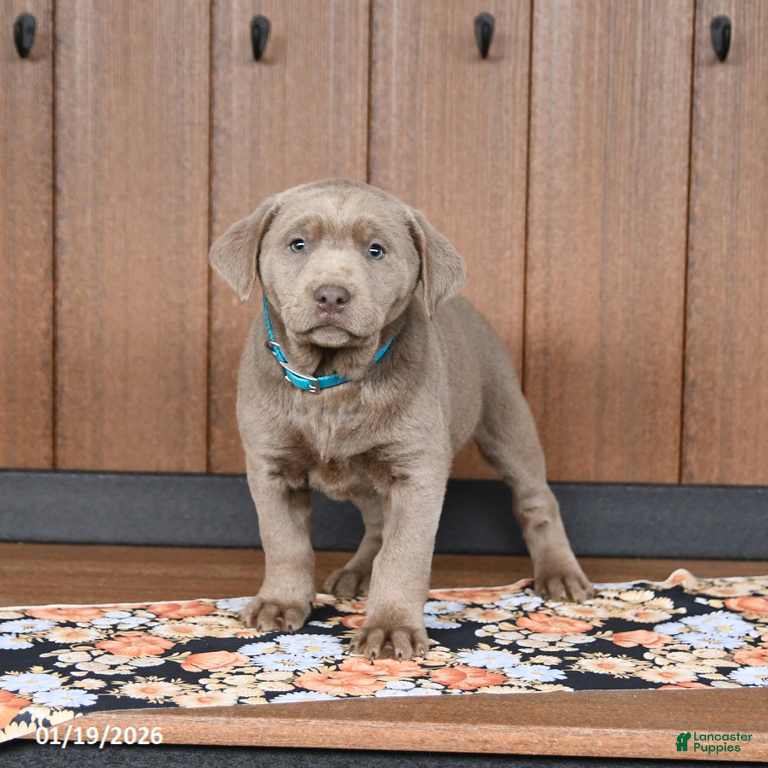 Labrador Retriever dogs for sale: Willow - Ad 3