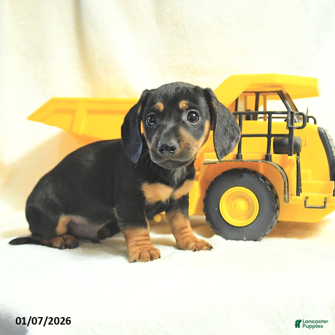 Miniature Dachshund dogs for sale: Dusty - Ad 2