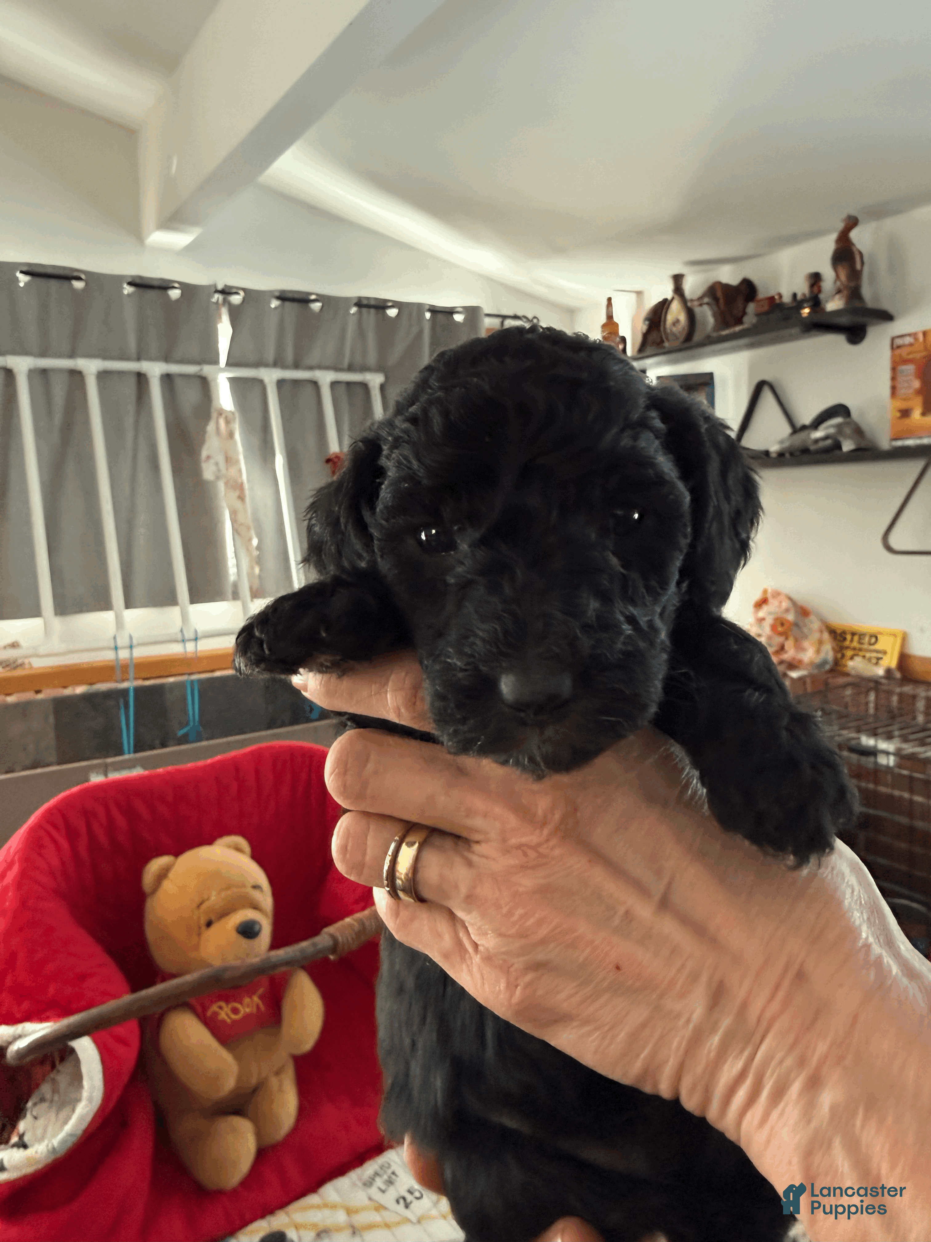 Goldendoodle dogs for sale: Yellow - Ad 3