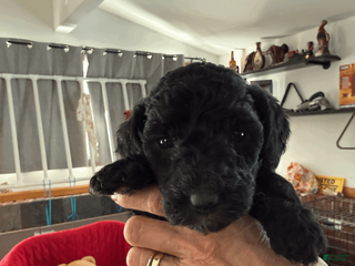 Goldendoodle dogs for sale: Yellow - Ad 3