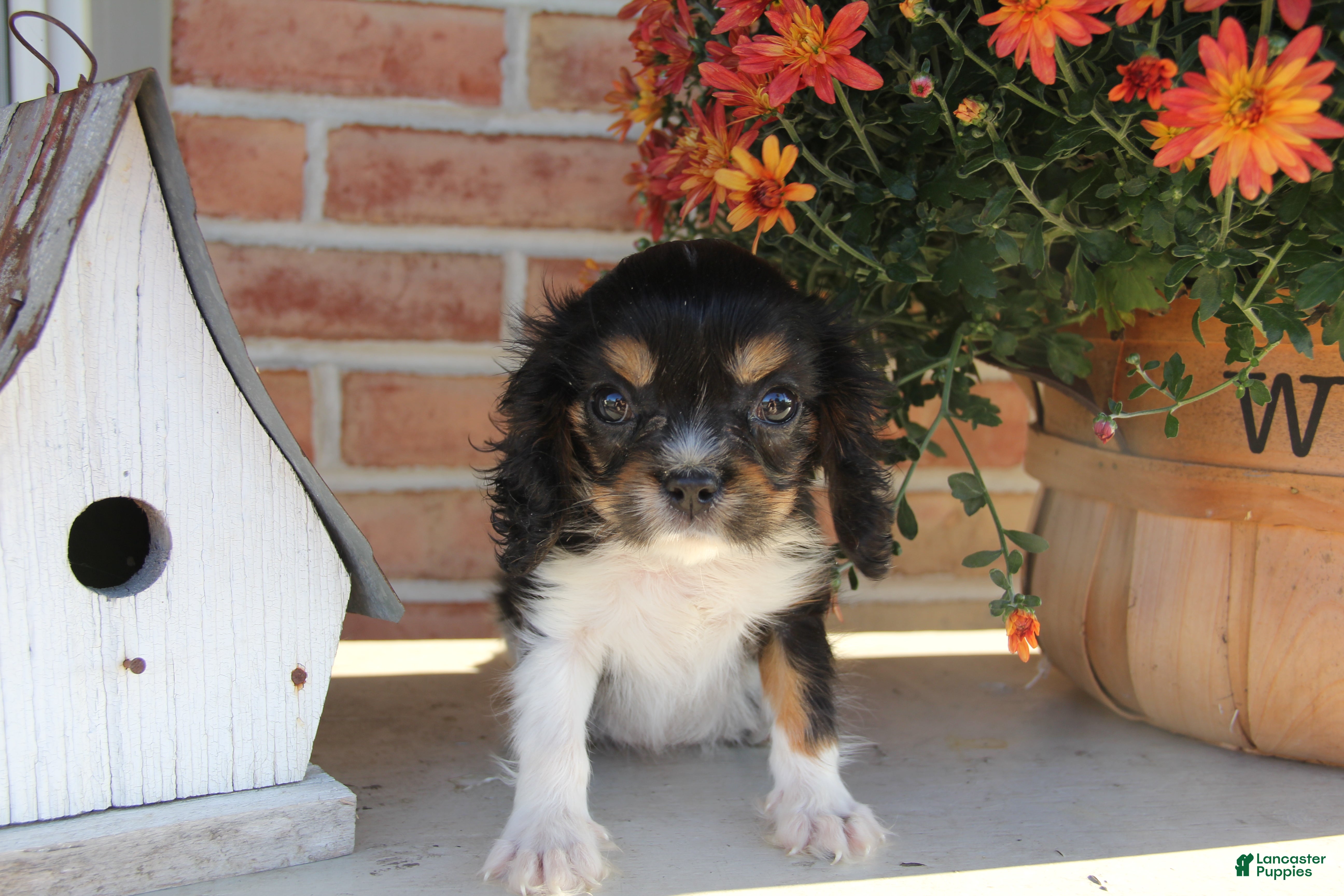 Cavalier King Charles Spaniel dogs Oreo - Ad 2