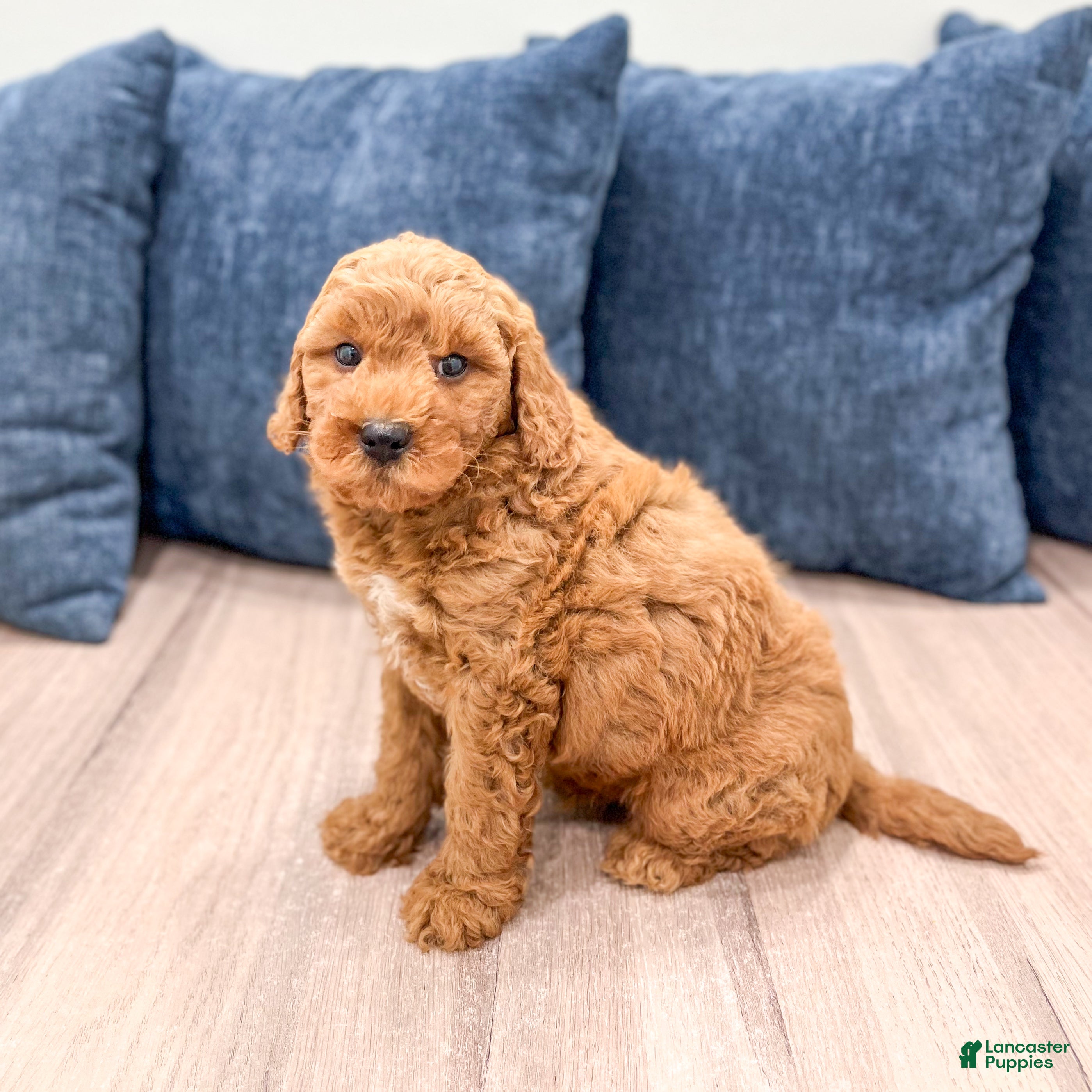 Mini Goldendoodle dogs Charlie - Ad 2