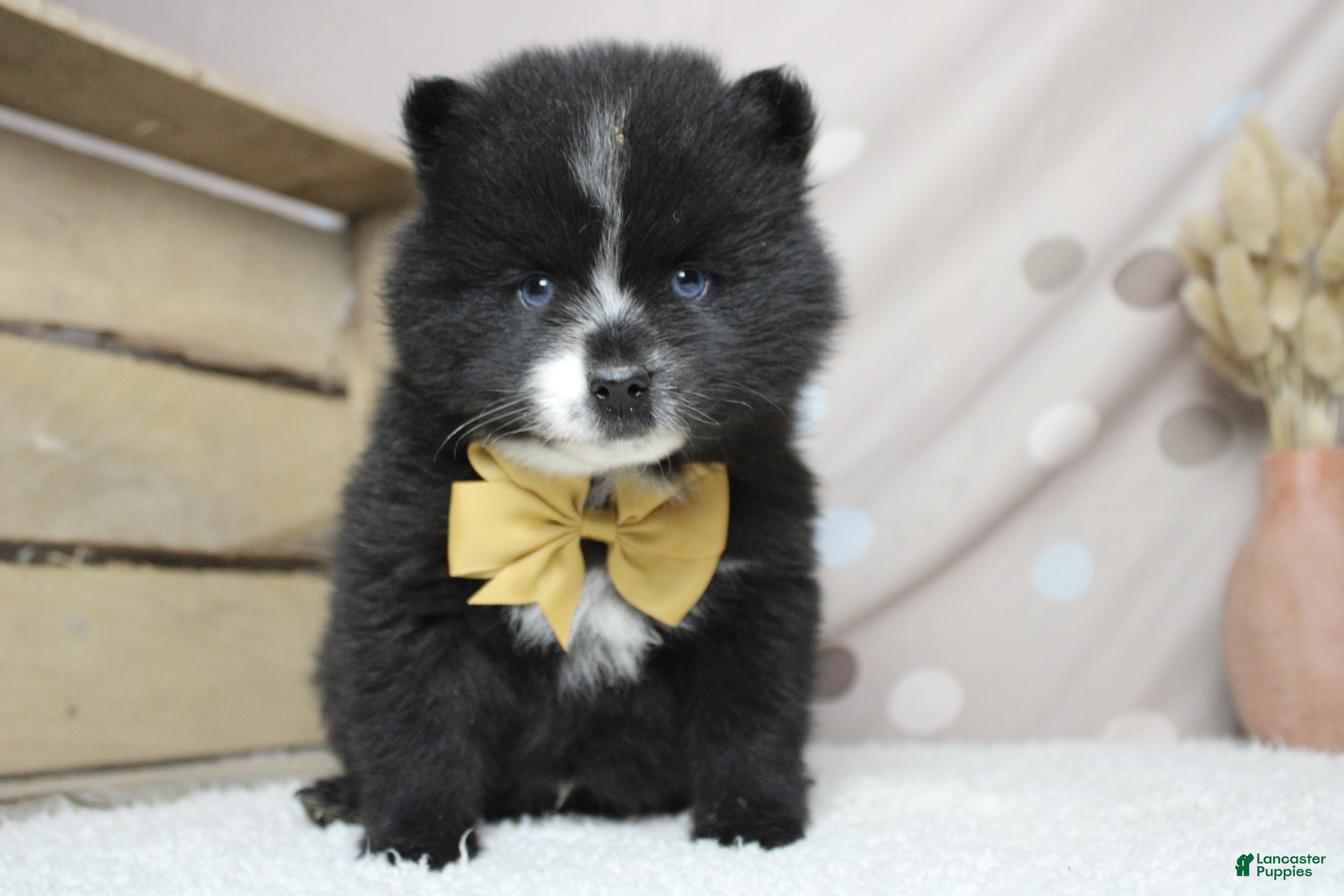 Pomsky dogs Luey  - Ad 1