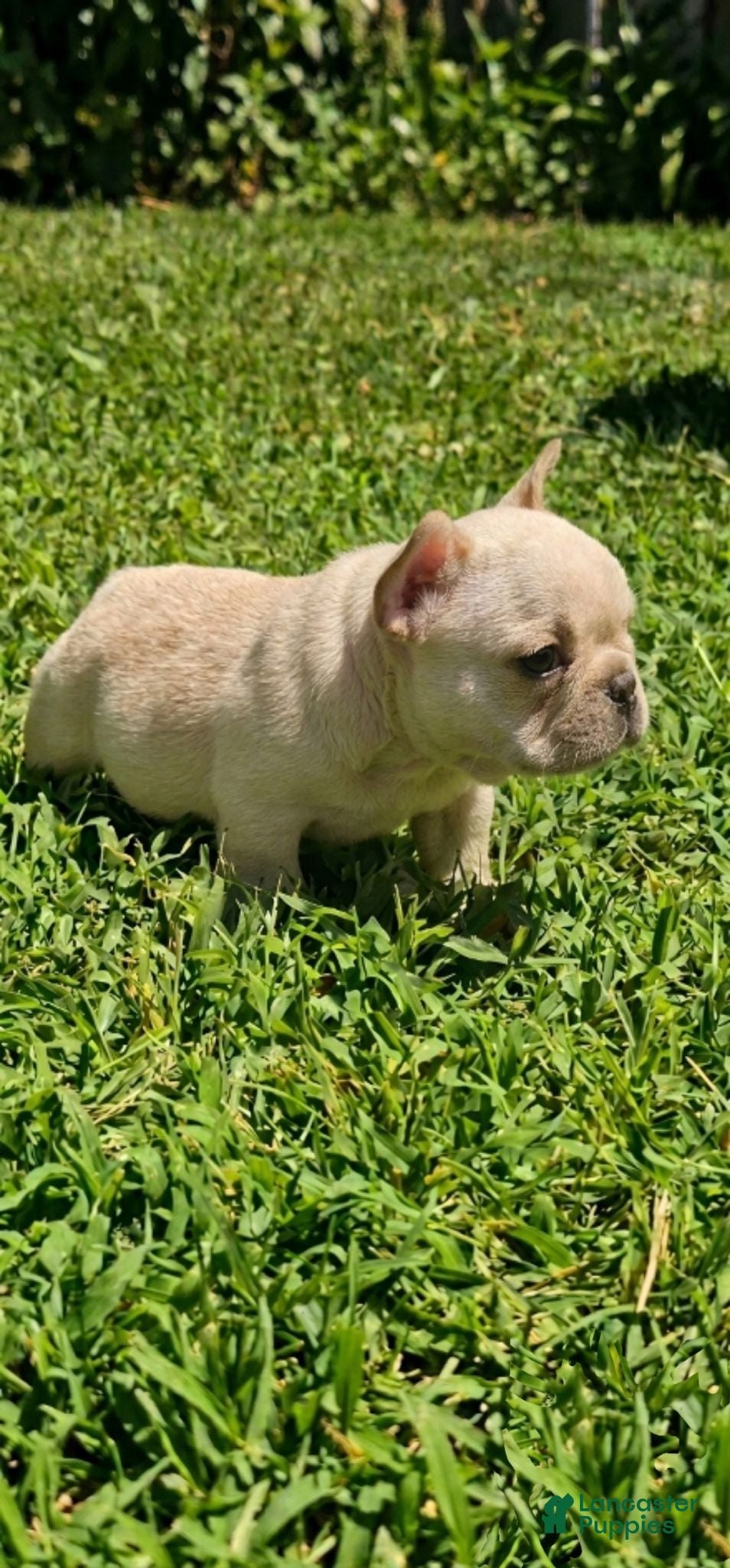 French Bulldog dogs Micro Machine (akc) - Ad 5