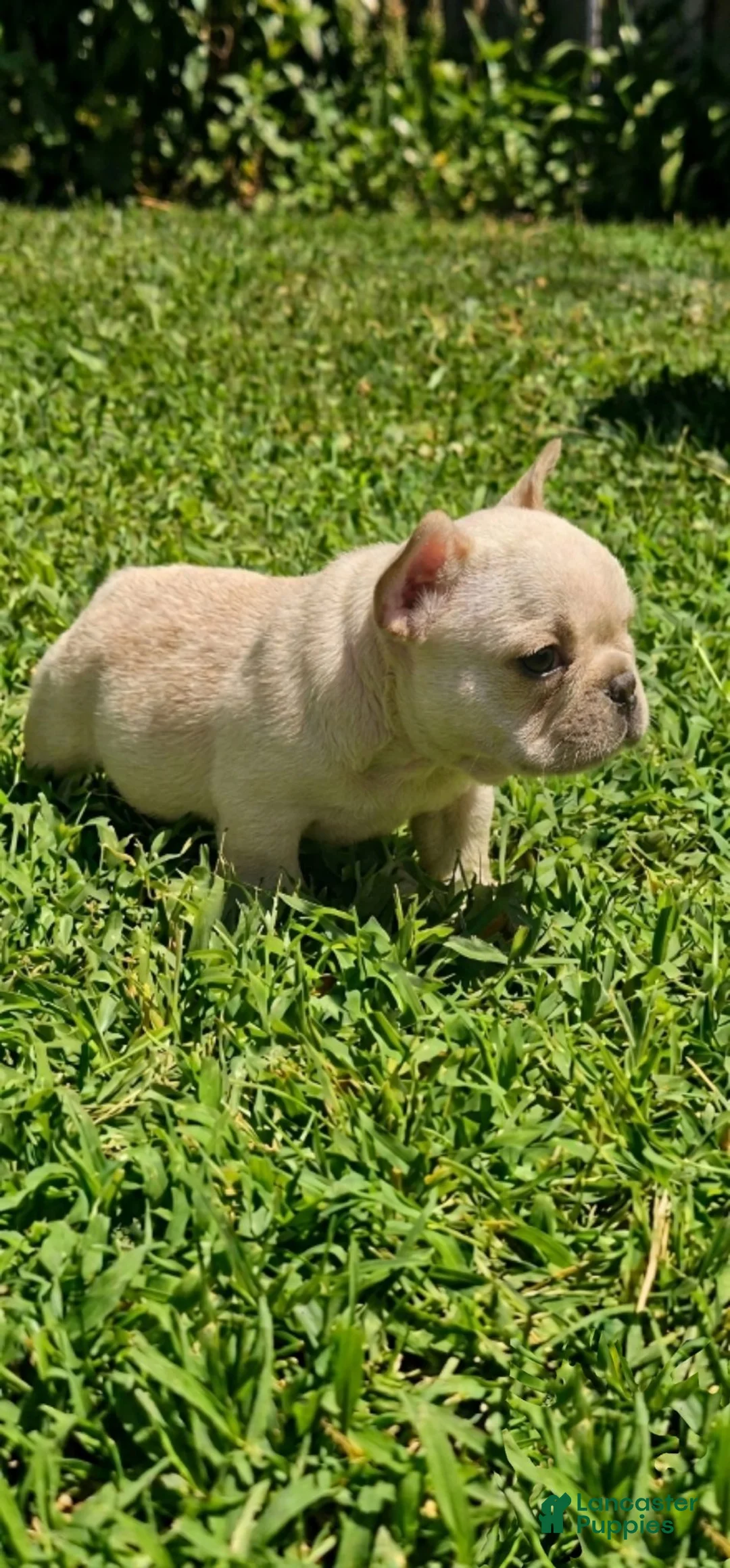 French Bulldog dogs for sale: Micro Machine (akc) - Ad 1