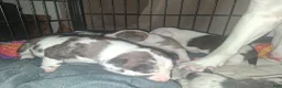 American Pit Bull Terrier dogs for sale: Cowboy - Ad 10