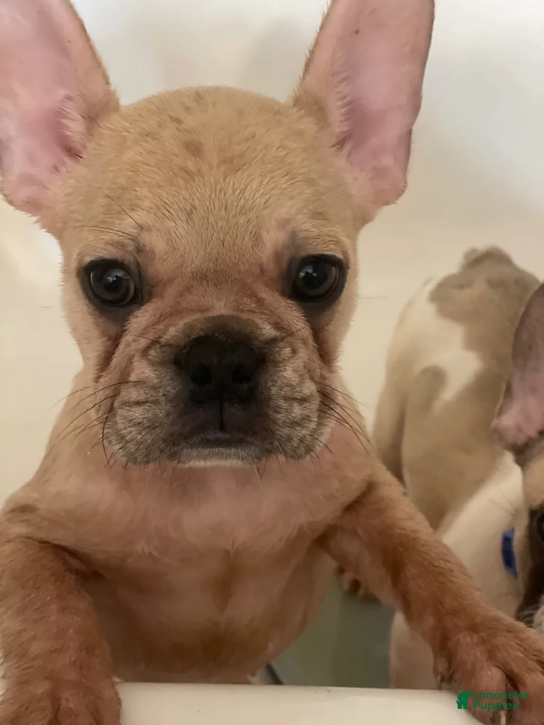 French Bulldog dogs for sale: Speedy gonzales - Ad 2