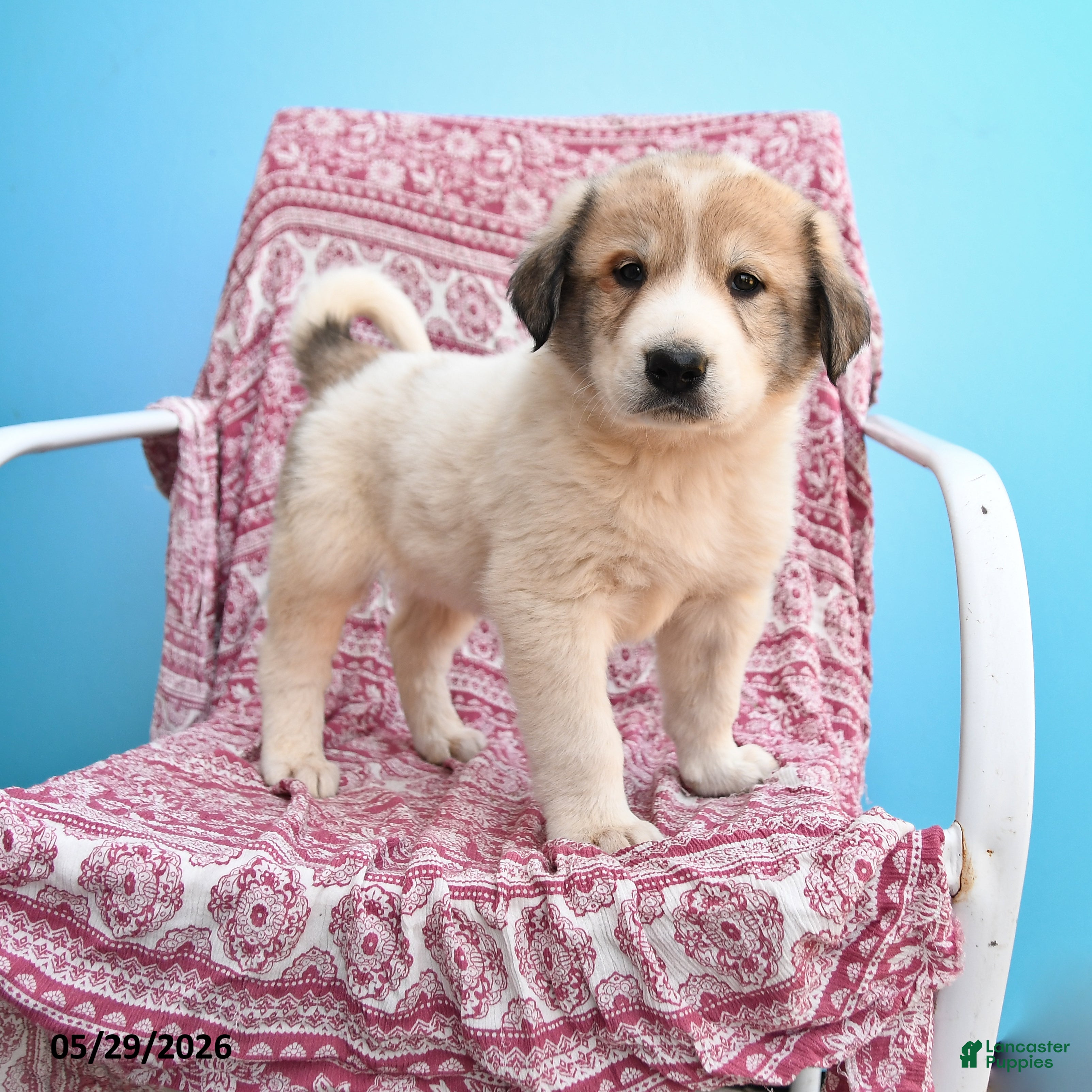 Mixed Breed dogs for sale: Hans  - Ad 3