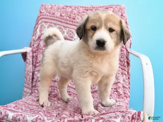 Mixed Breed dogs for sale: Hans - Ad 3