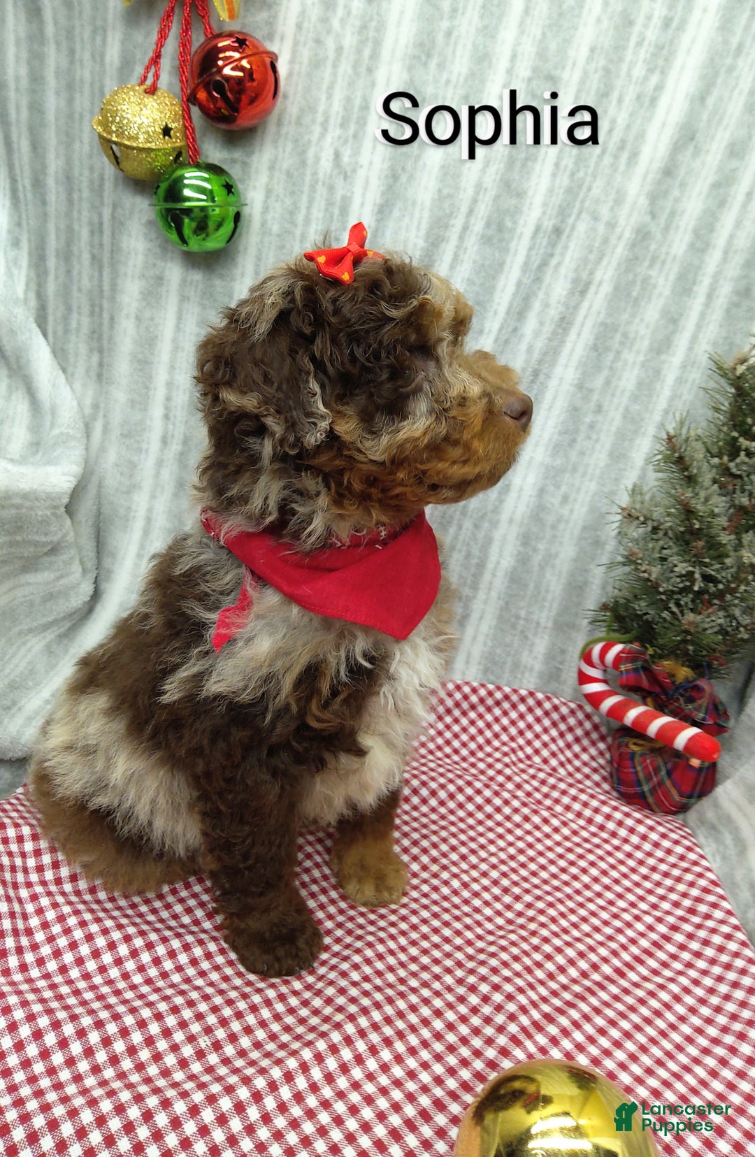 Mini Bernedoodle dogs for sale: Sophia - Ad 5