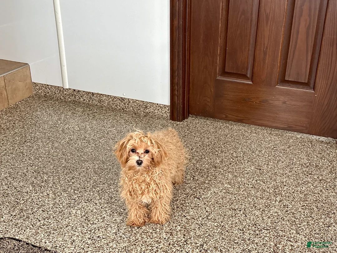 Maltipoo dogs for sale: Candy - Ad 9