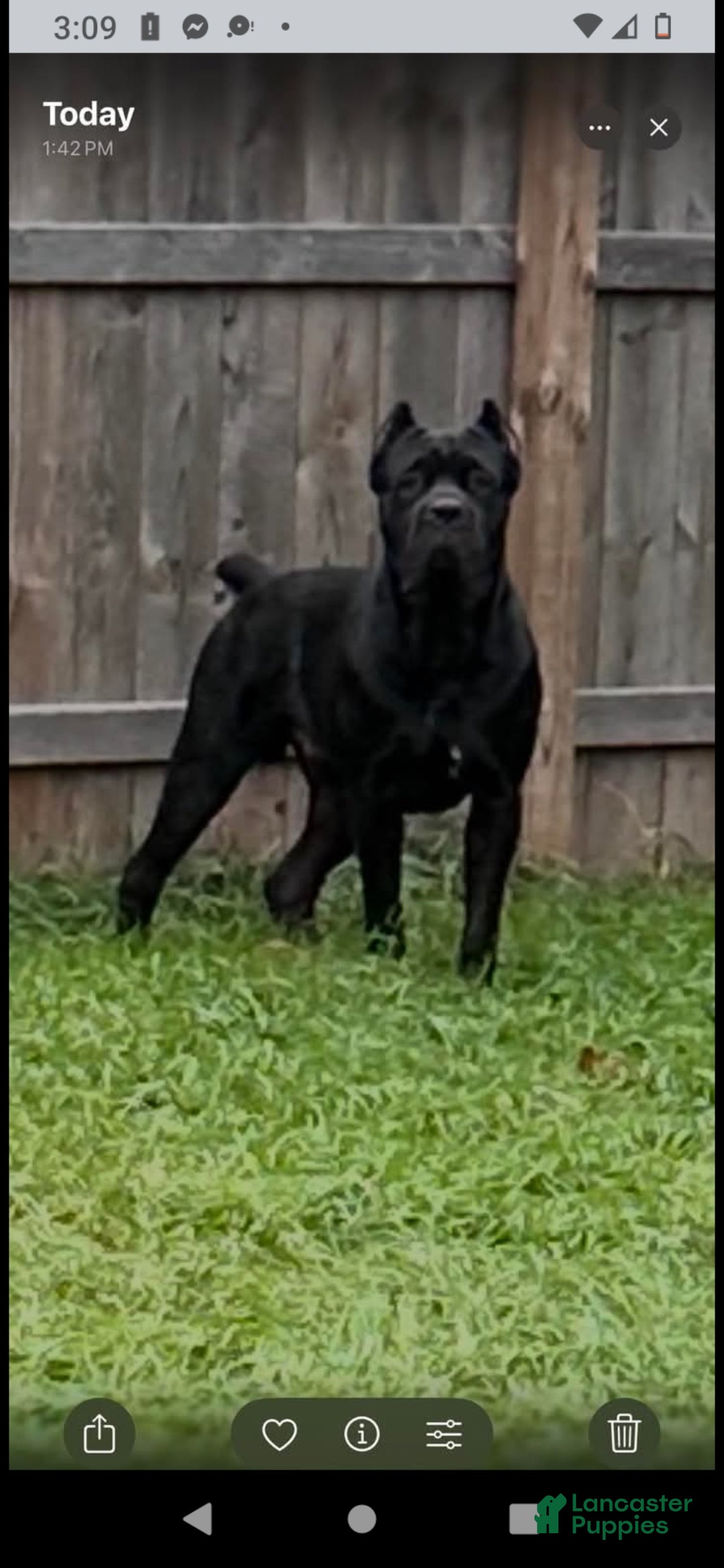 Cane Corso dogs for sale: Cane Corso Puppy 5 - Ad 6
