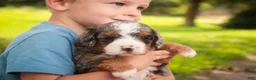 Bernedoodle dogs for sale: Everest Miniature Bernedoodle  - Ad 8