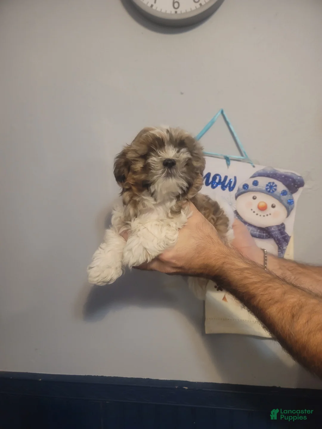 Shih Tzu dogs for sale: Max - Ad 2