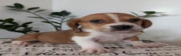 Mixed Breed dogs for sale: Copper  - Ad 10
