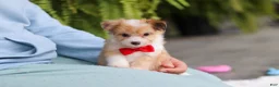Mixed Breed dogs for sale: Milo - Ad 17