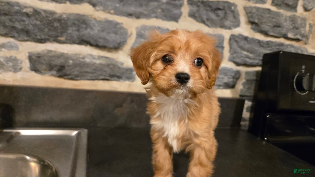Cavapoo dogs for sale: Whitney - Ad 9