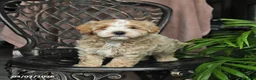 Maltipoo dogs for sale: Patch  - Ad 4