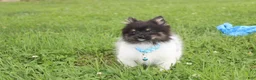 Pomeranian dogs for sale: Ziggy - Ad 11