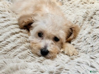 Cockapoo dogs - Ad 6